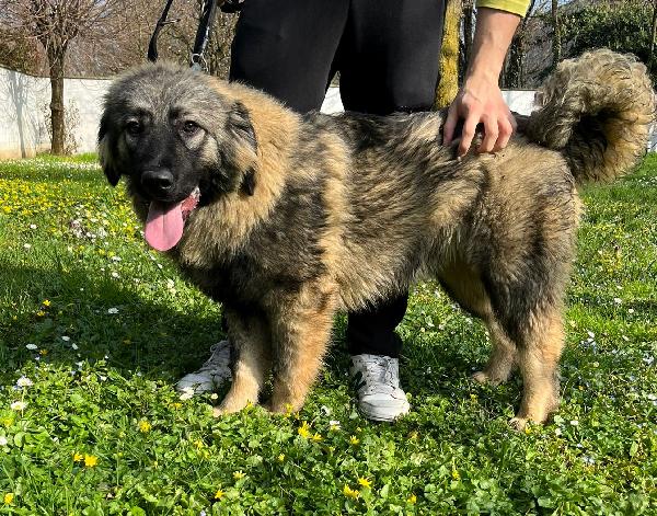 Vienna Cucciola Pastore Del Caucaso